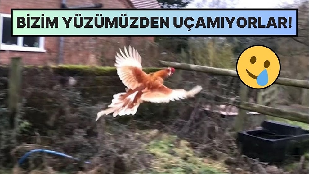 Tavuklar Bir Kuş Türü Olmasına Rağmen Neden Maksimum 10 Saniye Uçabiliyor?