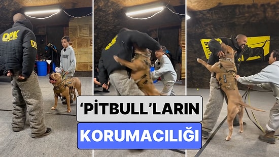 Bir Eğitmen Pitbull Cinsi Köpeklerin Sahiplerine Karşı Ne Kadar Korumacı Olabileceğini Gösterdi