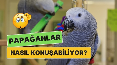 Taklit Yeteneklerine Hayran Kaldığımız Papağanlar Nasıl Oluyor da İnsanlarla Konuşabiliyor?