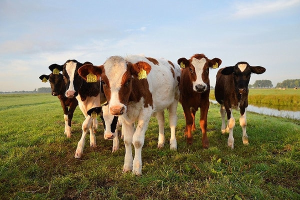 Cow dung is used as fuel in rural areas and is also utilized for fertilizing and disinfecting.