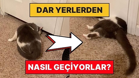 Kediler Nasıl Oluyor da Daracık Yerlerden Bile Çok Kolay Bir Şekilde Geçebiliyor?