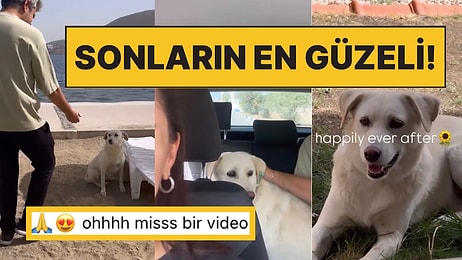 Tatilde Karşılaştıkları Masum Köpekle Ayrılamayan Çift Ona Yeni Bir Hayat Verdi