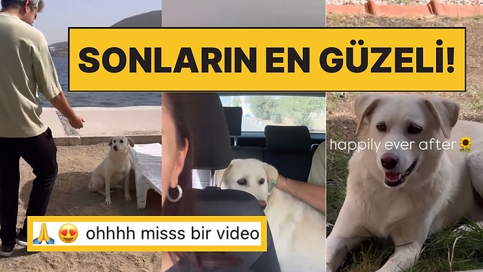 Tatilde Karşılaştıkları Masum Köpekle Ayrılamayan Çift Ona Yeni Bir Hayat Verdi