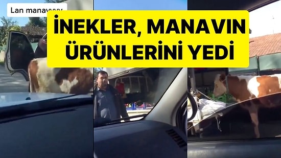 Manavın Açık Bıraktığı Tezgahtaki Ürünleri İnekler Yedi: Yoldan Geçen Vatandaş Megafonla Manava Seslendi