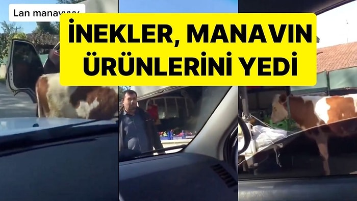 Manavın Açık Bıraktığı Tezgahtaki Ürünleri İnekler Yedi: Yoldan Geçen Vatandaş Megafonla Manava Seslendi