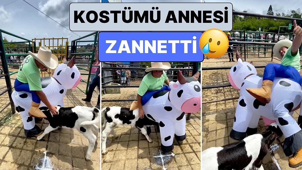 Bir Buzağı Cadılar Bayramı Kostümünü Annesi Zannedip Süt İçmeye Çalıştı