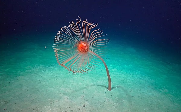 Organik çökelti deniz tabanına ulaştığında süngerler, mercanlar ve bazı zooplankton türleri için çok önemli bir besin kaynağı olur.