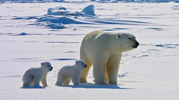 Polar bears in Alaska are currently exposed to five more pathogens than they were just a few decades ago.