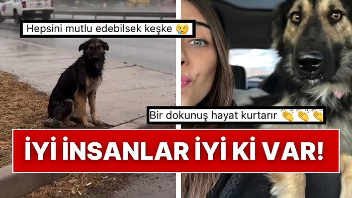 Yağmurun Altında Sırılsıklam Halde Bulduğu Sokak Köpeğine Yeni Bir Hayat Veren Kanatsız Melek!