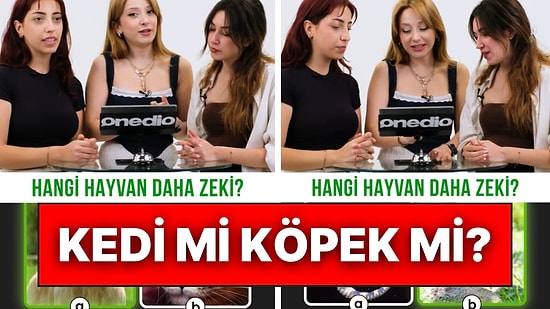 Onedio Ekibi Hangi Hayvanın Daha Zeki Olduğunu Tahmin Etmeye Çalıştı