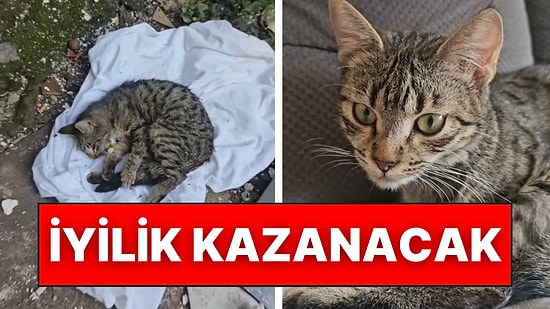 Kolunda Damar Yoluyla Sokağa Terk Edilen Kedinin Hayatını Kurtardı