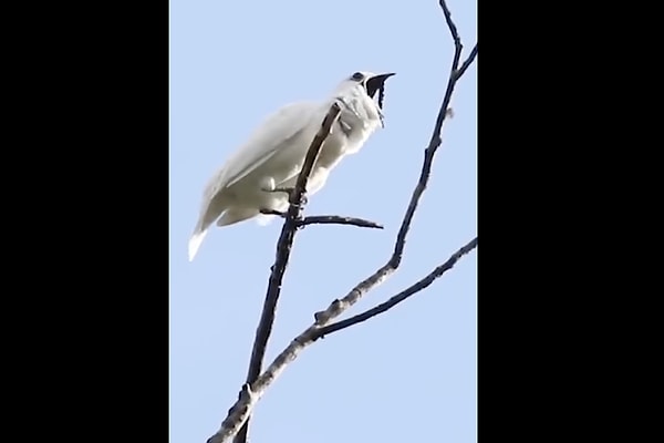 Dünyanın ne ilginç kuşlarının çıkardığı ürkütücü sesleri kaydedildi.