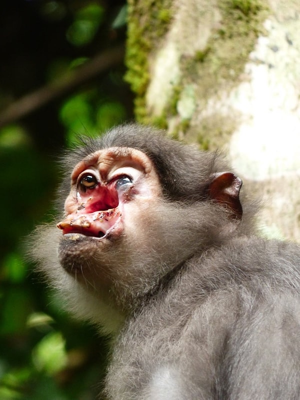 7. Sooty mangabey (Cercocebus atys atys) maymunları yaws hastalığına yakalandı