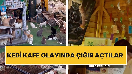 Kore’deki Kedi Aşkı Bir Başka Seviyede: 100 Kedinin Olduğu Kedi İstasyonu