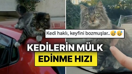 Kedinin Mülk Edinme Hızı Kahkahalara Boğdu: Kadının Arabasının Üzerinden İnmeyip Bir de Pati Attı