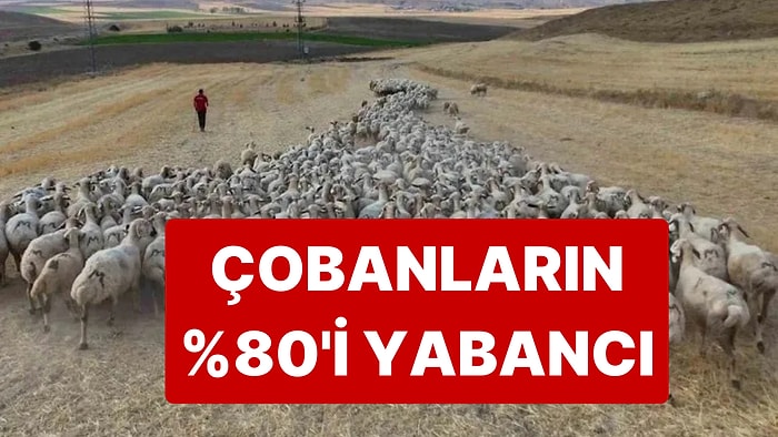 Sektörlerden "Yabancı İşçi" İthalatı İçin Girişimler Başladı, Çobanların %80'i Yabancı Oldu