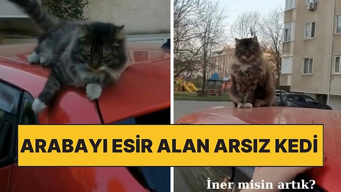 İşe Geç Kalan Kadının Arabasını Hareket Ettirmesine Müsaade Etmeyen Kedi ile Komik Anlar