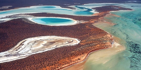 Western Australia’da yer alan Shark Bay, UNESCO Dünya Mirası Listesi’nde yer alıyor ve bu özel türün büyüdüğü bir cennet. Ancak olağanüstü organizmanın tek bir bitkiden oluştuğu ancak son yıllarda anlaşılabildi.