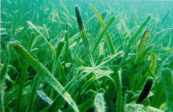 Posidonia australis, klonlama yöntemiyle büyüyor. Bahçenizdeki çimler gibi yanlara doğru yayılan rizom adı verilen köklerle genişliyor. Kökler kumlu deniz tabanının altında yayılıyor ve suyun yüzeyine yeni sürgünler vererek devasa bir çayır haline geliyor.