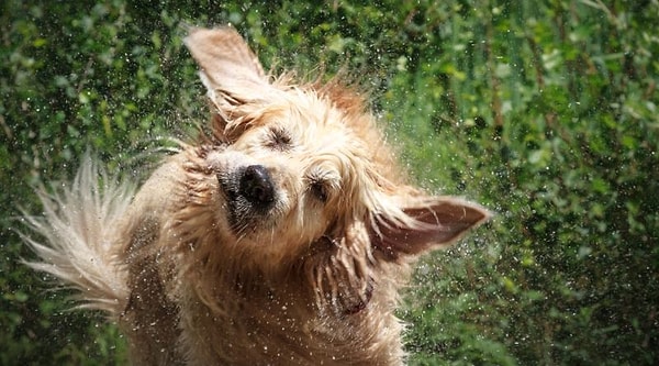 Bildiğimiz gibi köpeklerin ıslandıktan sonra yaptıkları ilk hareket şiddetli şekilde sallanmak. Birkaç saniye süren bu su sıçratma hareketini fazla sudan rahatsız oldukları için yaptıklarını düşünürüz.