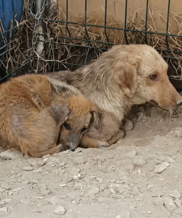 Tatlı bebeklerin ilk hali fotoğrafta gördüğünüz şekildeydi. Bir köşeye sinmiş, birbirlerine sığınarak hayatta kalmaya çalışıyorlardı.