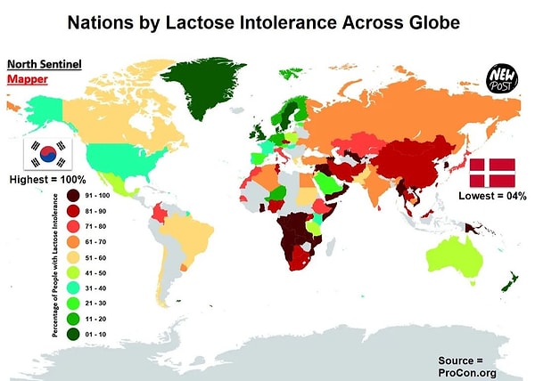 Fakat bu özellik, dünyanın her yerinde eşit olarak yayılmadı. Bugün Avrupa’nın kuzeyinde ve daha soğuk iklimlerde laktoz toleransı yüksekken, Asya ve Afrika gibi daha sıcak bölgelerde bu oran oldukça düşük.