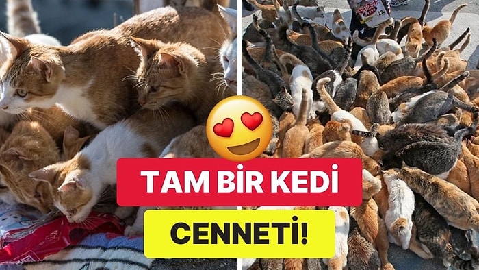 Tam Bir Cennet: Japonya'nın Kedi Adası "Aoshima" Hakkında Mutlaka Bilmeniz Gereken 10 Şey!