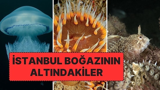 İstanbul Boğazı Su Altı Kamerasıyla Görüntülendi