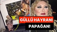 Güllü Dinleyerek Efkarlanan Sultan Papağanının O Anları Size de Bir Yerlerden Tanıdık Gelecek