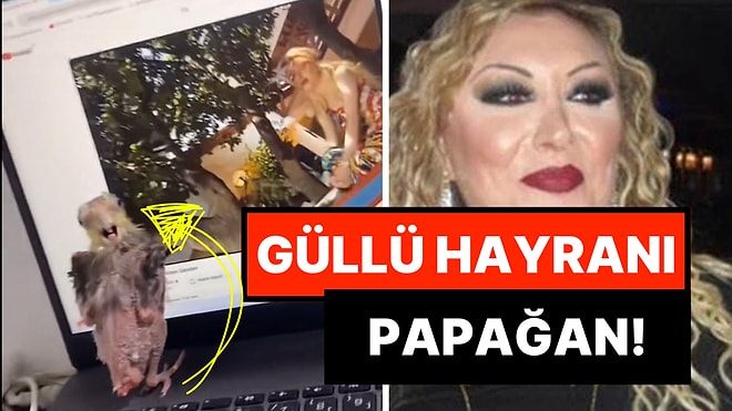 Güllü Dinleyerek Efkarlanan Sultan Papağanının O Anları Size de Bir Yerlerden Tanıdık Gelecek