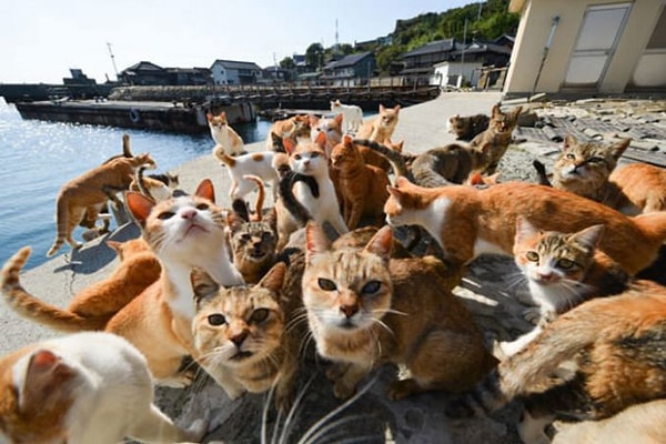 3. Japonya'da sevimli dostlarımız kedilerle dolu Tashirojima Adası