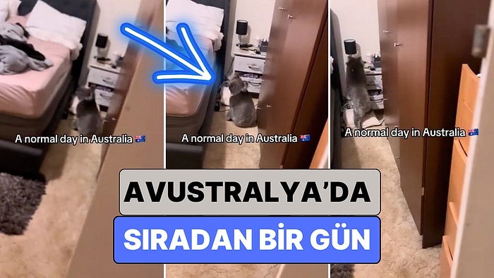 Hep Ürkütücü Olacak Değil Ya: Bir Çiftin Yatak Odasına Koala Girdi