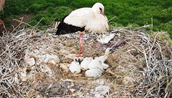 Anne leylek bu gerçeği bildiği için güçlü yavruların yaşam şansı artarken zayıf yavru doğal seleksiyonun kurbanı olur. Kısacası doğanın işleyişi açısından bakıldığında kaybeden yoktur; hayatta kalma ve evrimsel dönüşüm devam eder.