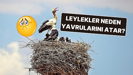 Anne Leyleklerin Yavrularını Yuvadan Atmalarının ''Doğada Zayıfın Şansı Yok'' Dedirten Sebebi