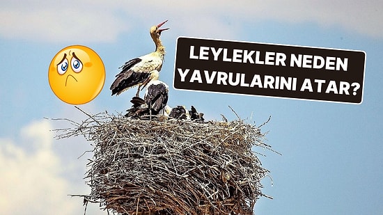 Anne Leyleklerin Yavrularını Yuvadan Atmalarının ''Doğada Zayıfın Şansı Yok'' Dedirten Sebebi