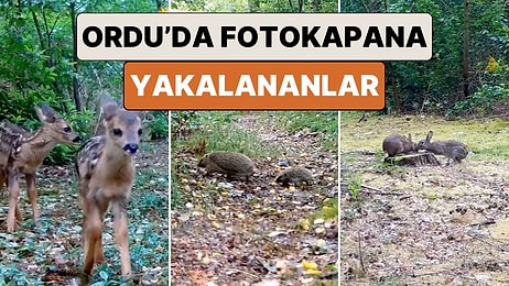 Ordu'da 'Fotokapan'a Yakalanan Hayvanların Görüntüsü Gününüzü Güzelleştirecek