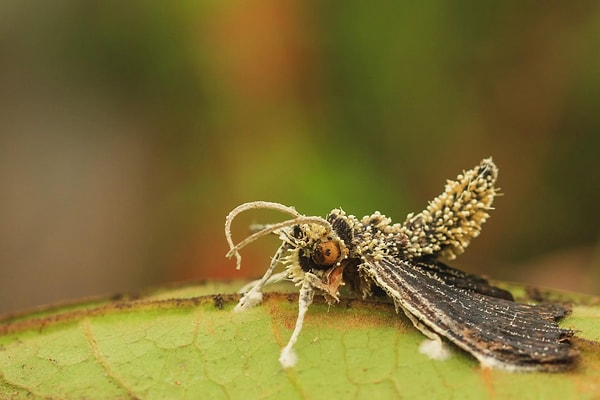 11. Cordyceps (Kordiseps) mantarı tarafından parazitlenen bir kelebek.