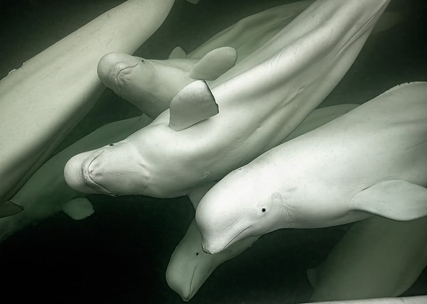 Polar Passion Winner: Beluga Whales