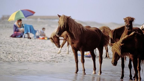 Assateague Island in the U.S. Taken Over by Horses