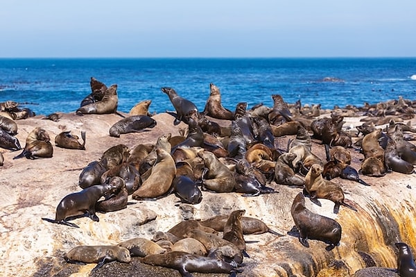 Seal Island, South Africa: Home to Seals