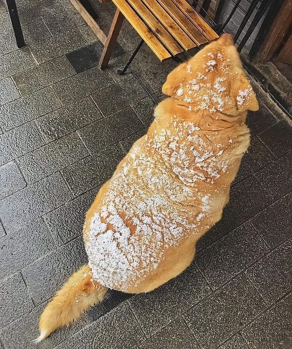 10. Sonunu da tatlı bitirelim istedik! Bu tatlı köpeğin üstü pudra şekeri kaplı kruvasan olmadığına bizi kimse inandıramaz.