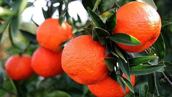 Ekol TV’den Pırıl Cennet’in haberine göre, Chlorpyrifos-methyl, merkezi sinir sistemi üzerinde olumsuz etkiler yaratabilir, hormon dengesini bozabilir ve uzun vadede kansere yol açma riski taşıyabilir.