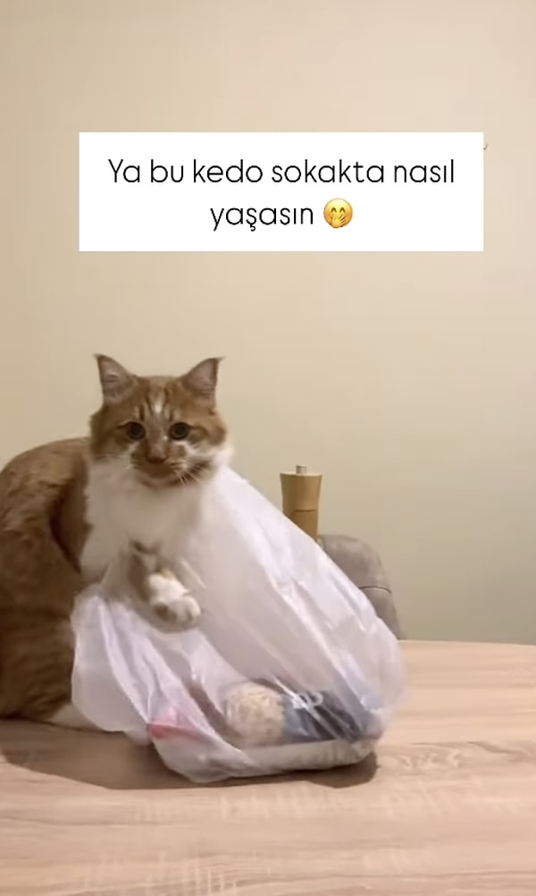 Kedisinin o hallerini videoya alan kadın, poşetten kurtulmaya çalışan kedisini sosyal medyada paylaştı.