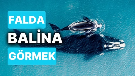 Falda Balina Görmek Ne Anlama Gelir? Çok Yakında Şans Kapınızı Çalacak