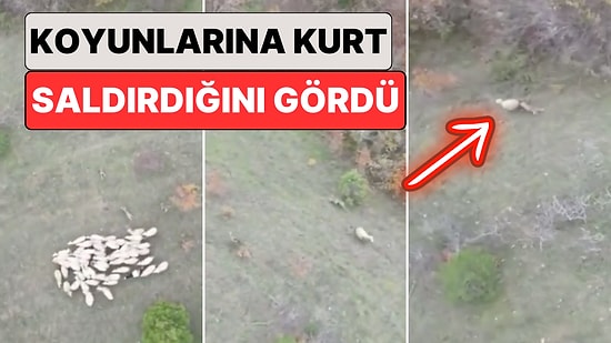 Bartın'da Bir Çoban Kaybolan Koyunlarını Drone ile Ararken Kurt Saldırısına Uğradıkları Anları Kaydetti