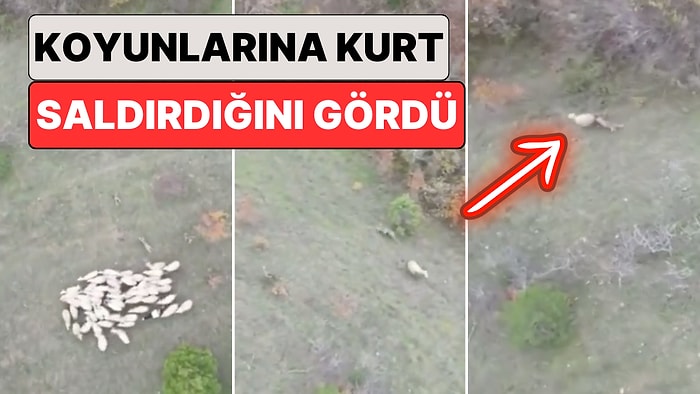 Bartın'da Bir Çoban Kaybolan Koyunlarını Drone ile Ararken Kurt Saldırısına Uğradıkları Anları Kaydetti