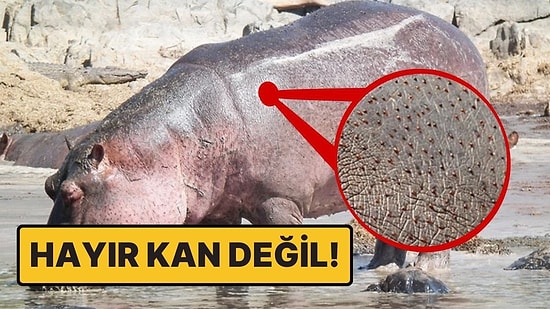 Ne Kan Ne de Ter: Su Aygırlarının Üstünde Bulunan Terimsi Sıvı Nedir ve Neden Kırmızı?