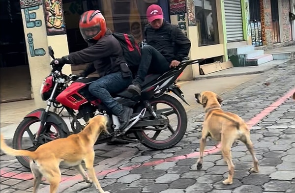 Bu yüzden motosikletlere saldırmak, köpeklerin bölgesel savunma mekanizmasının bir parçası olarak ortaya çıkar. Onlar için bu, “Burası benim bölgem, geri çekil!” mesajıdır.