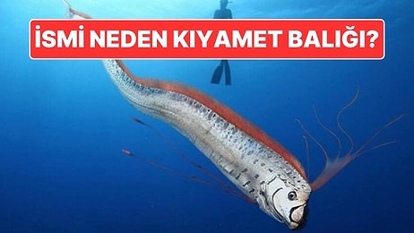 Kıyamet Habercisi Olarak da Bilinen Balığın Bu İsminin Ardındaki Sebep Nedir?