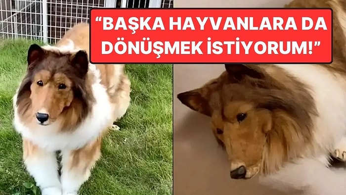 Bu Nasıl Hayal? Köpeğe Dönüşmek İçin 12.500 Euro Harcayan Adamın Akıllara Durgunluk Veren Hikayesi